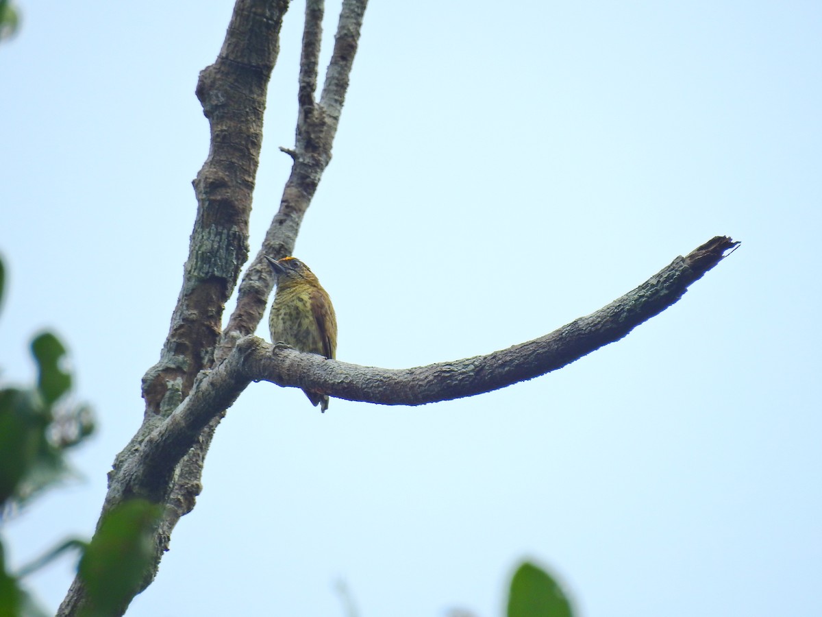 Bar-breasted Piculet - ML614104229