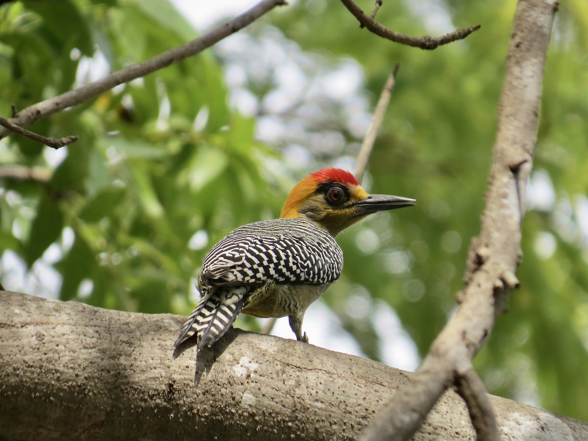 Golden-cheeked Woodpecker - ML614104460