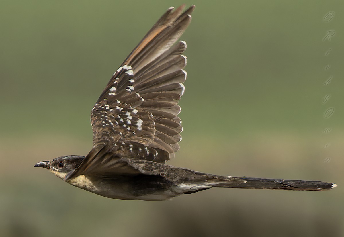 Great Spotted Cuckoo - ML614104537