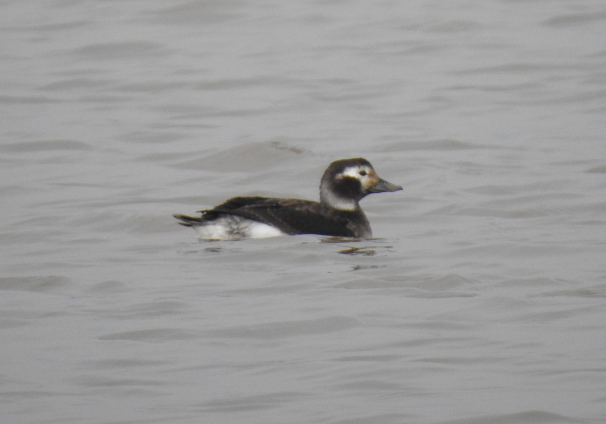 Long-tailed Duck - ML614104961