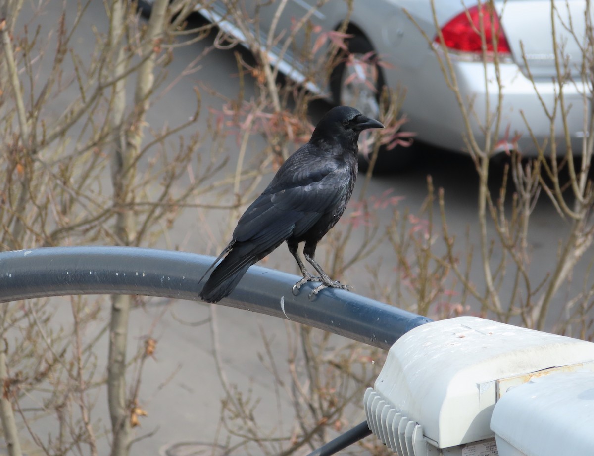 EBird Checklist 28 Jan 2024 Corner Of 14th Island 2 Species 1   1200