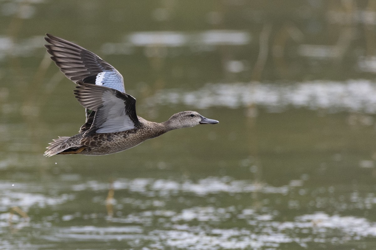 Blue-winged Teal - ML614105249