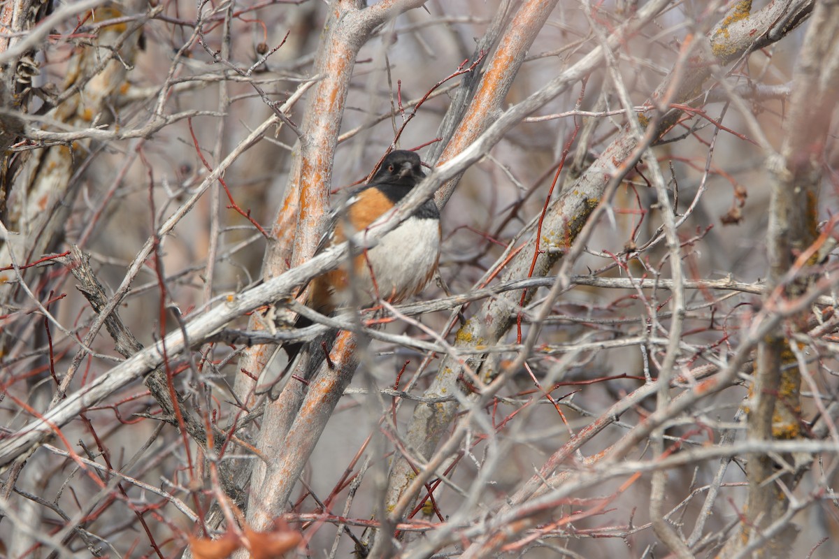 Spotted Towhee - ML614106346
