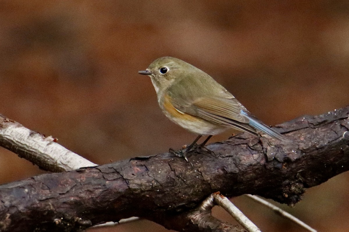 Red-flanked Bluetail - ML614106649