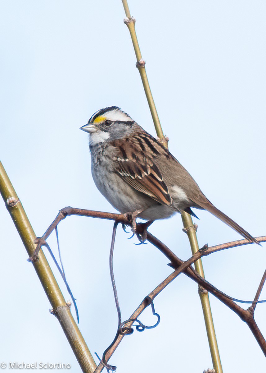 White-throated Sparrow - ML614107137