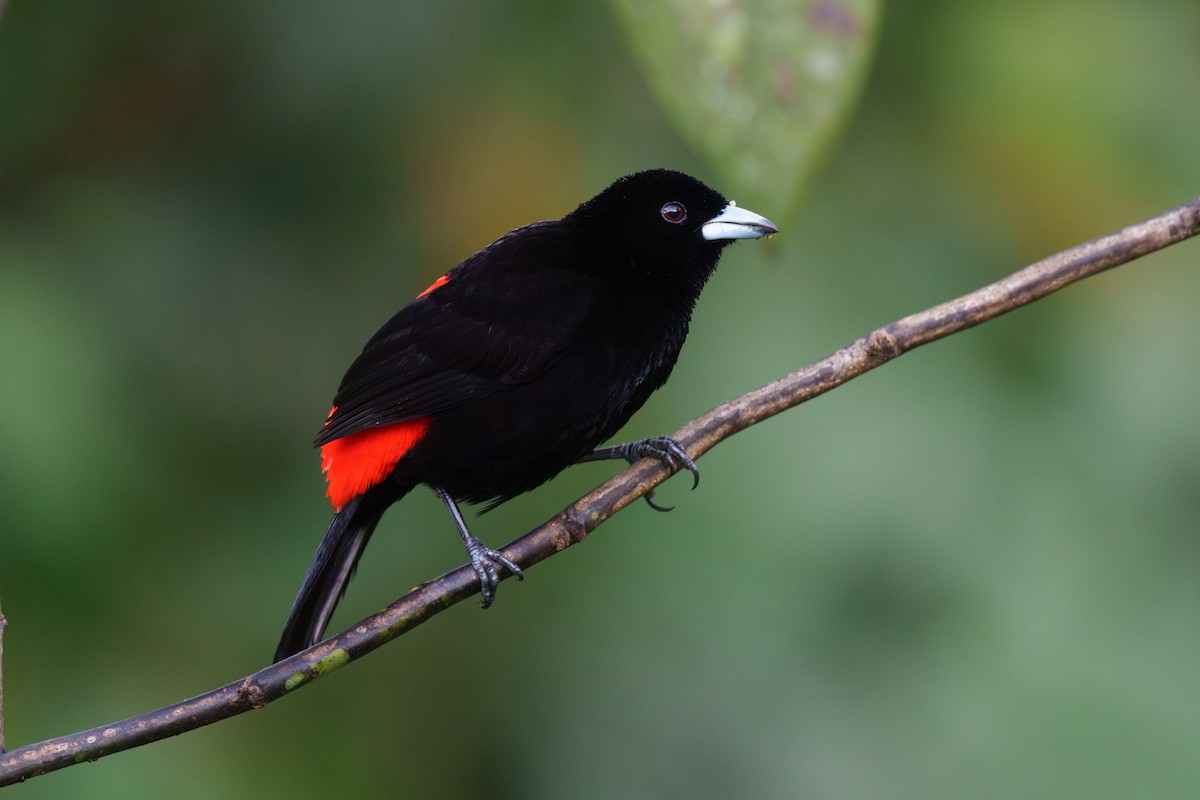 Scarlet-rumped Tanager - ML614107247