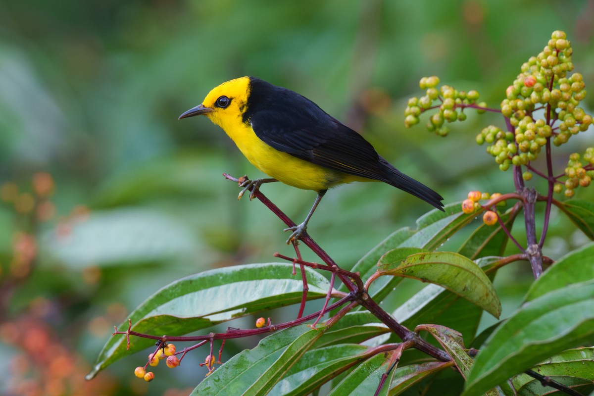 Black-and-yellow Tanager - ML614107309