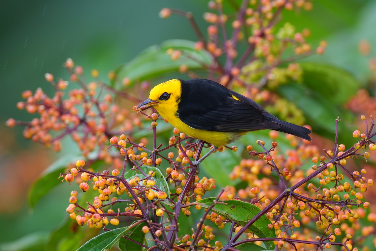 Black-and-yellow Tanager - ML614107310