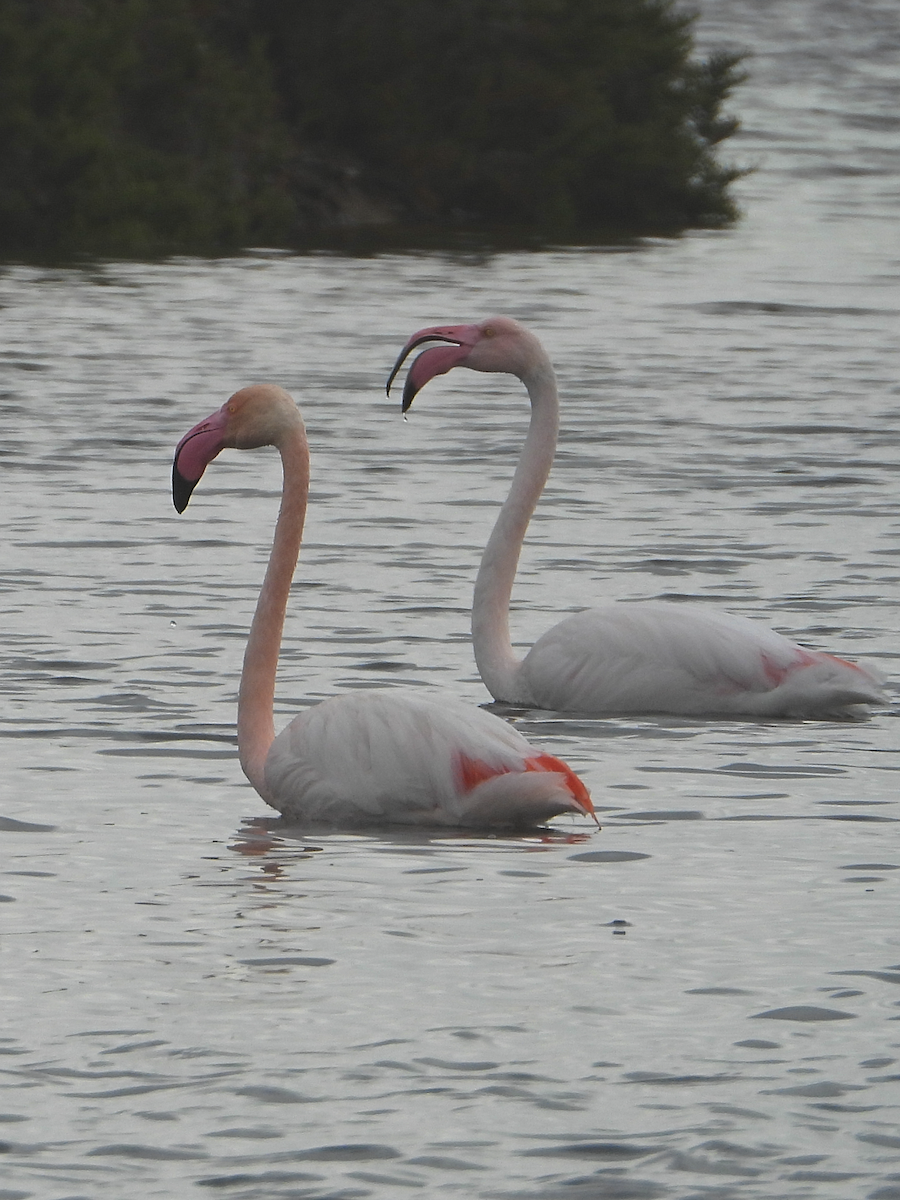 Greater Flamingo - ML614107398