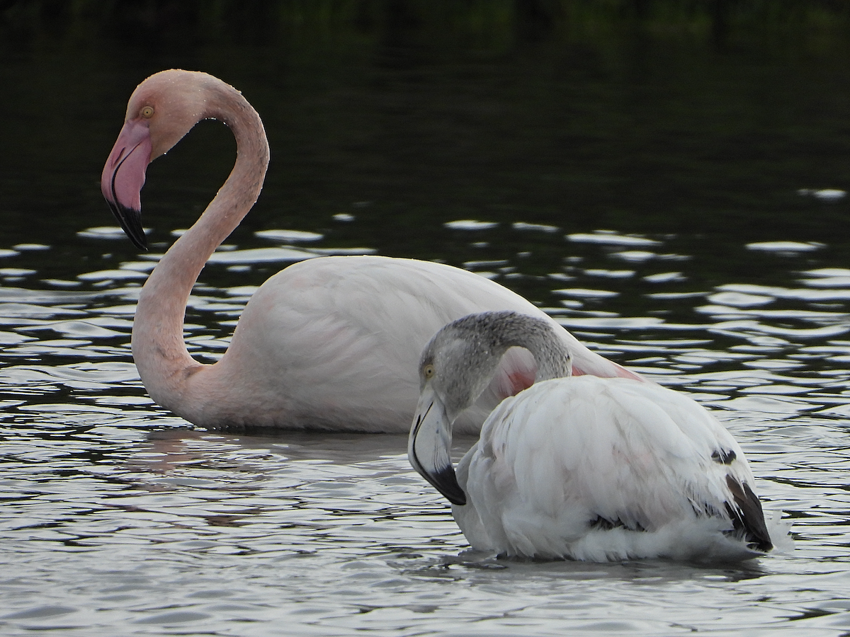 Greater Flamingo - ML614107400