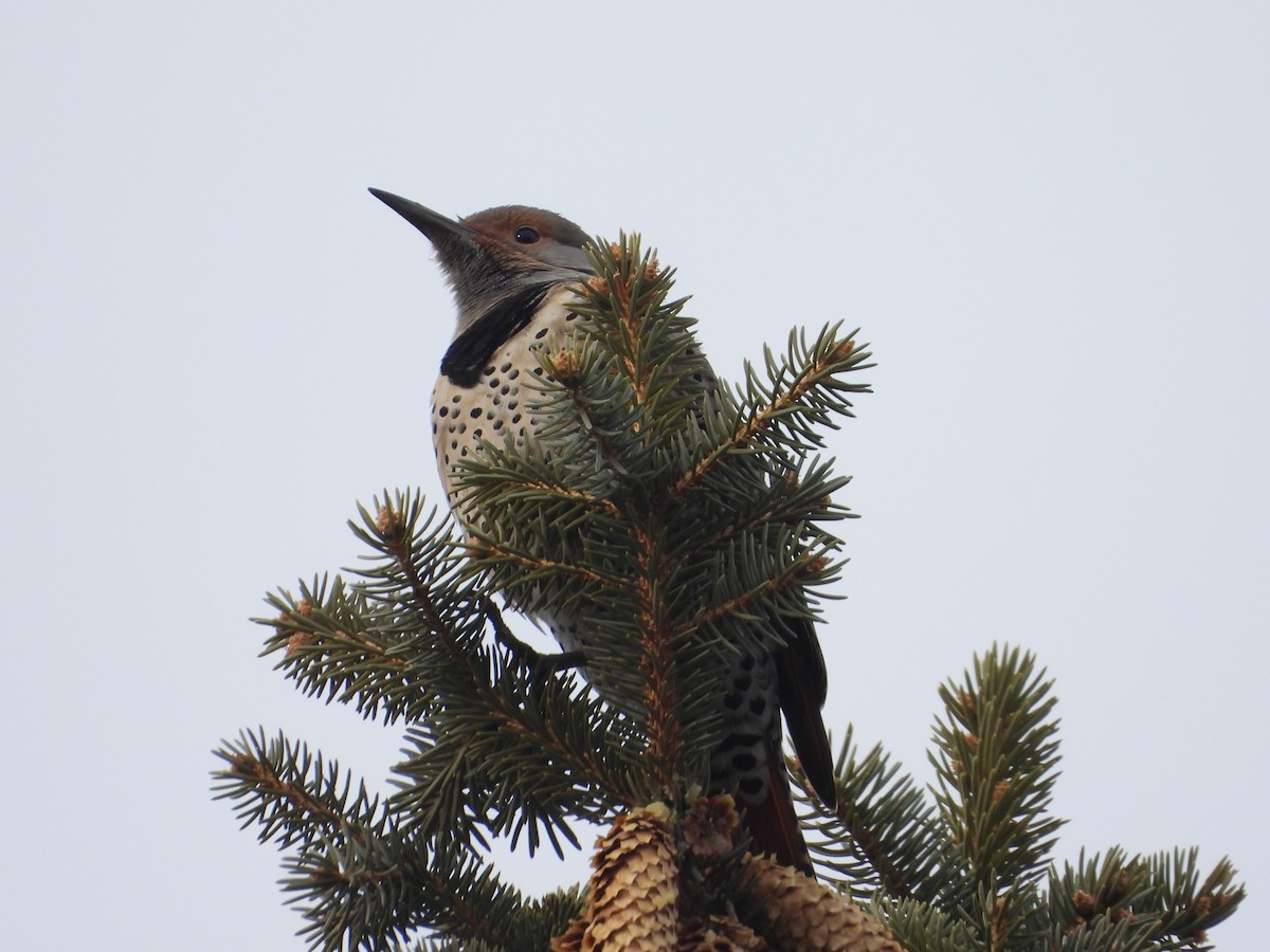 Northern Flicker (Red-shafted) - ML614107553