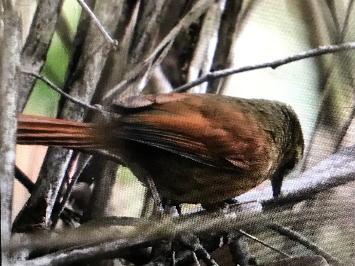 Rusty-backed Spinetail - ML614107660