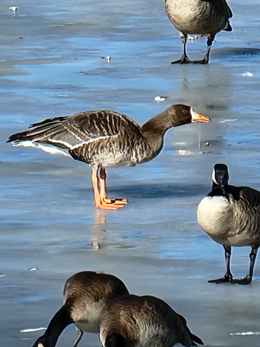 Greater White-fronted Goose - ML614107825