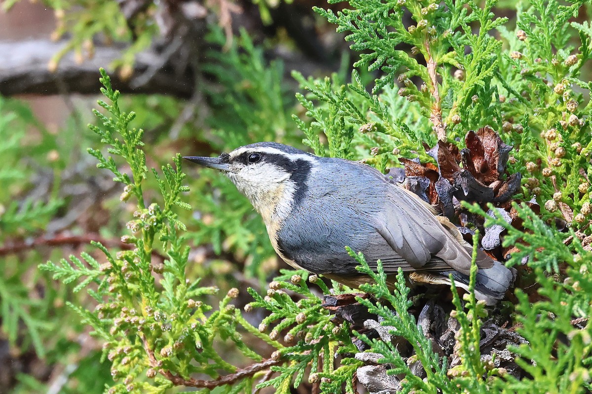Red-breasted Nuthatch - ML614107943