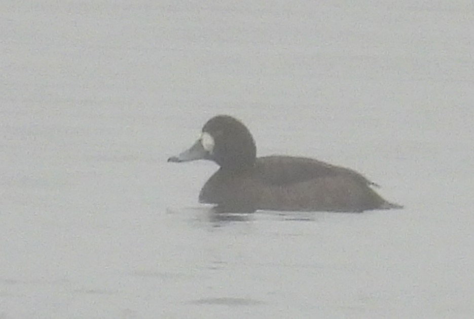 Greater Scaup - ML614107997