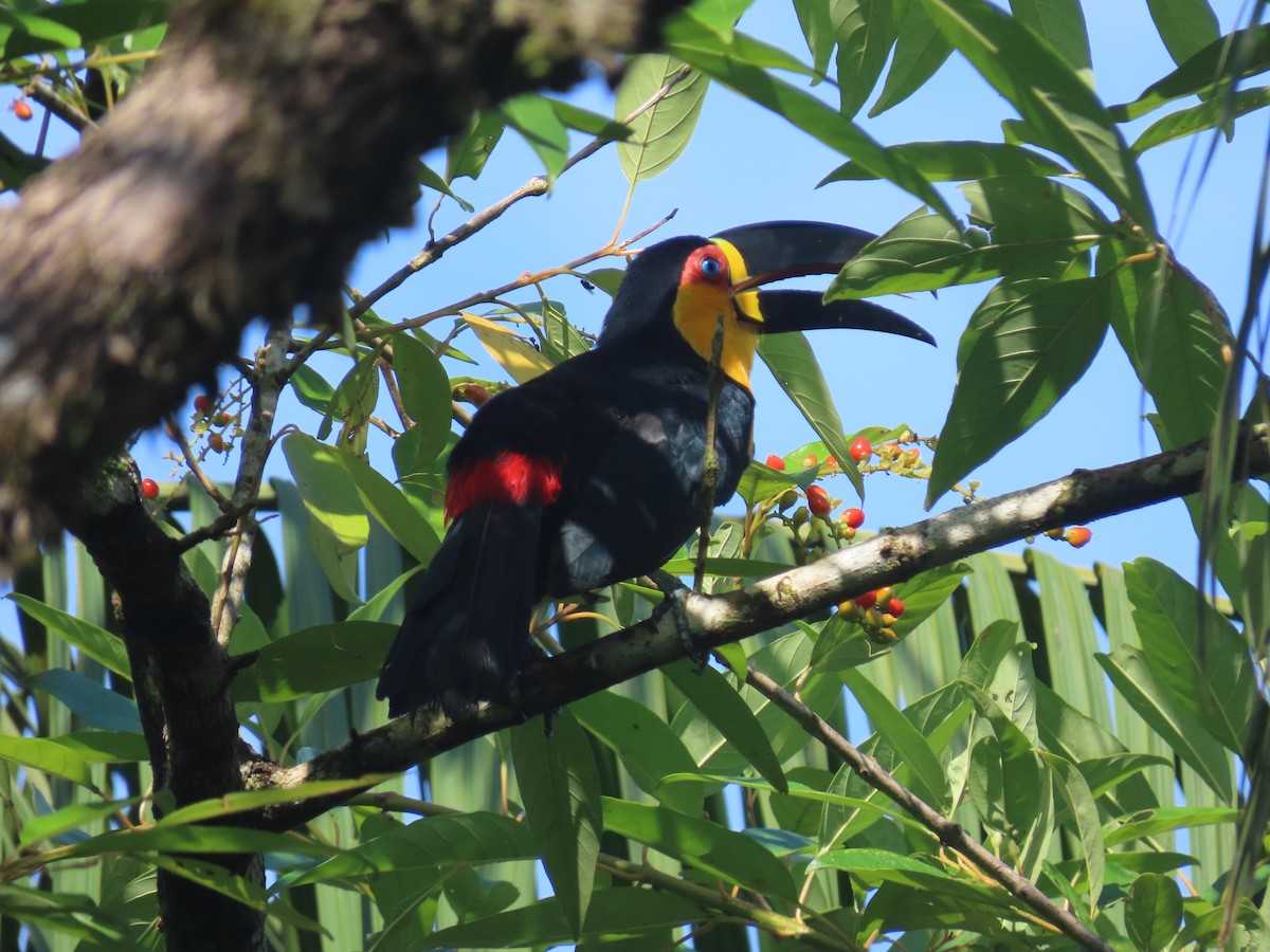 Channel-billed Toucan - Leticia Zimback