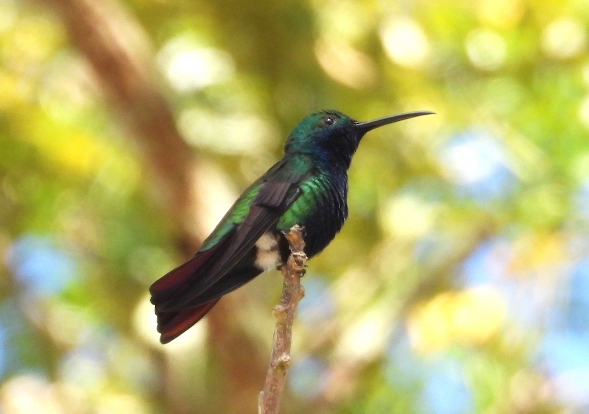 kolibřík tropický - ML614108316