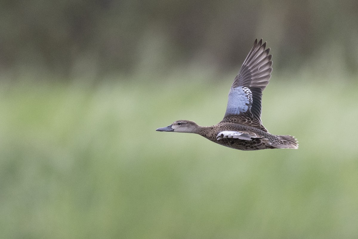 Blue-winged Teal - ML614108338