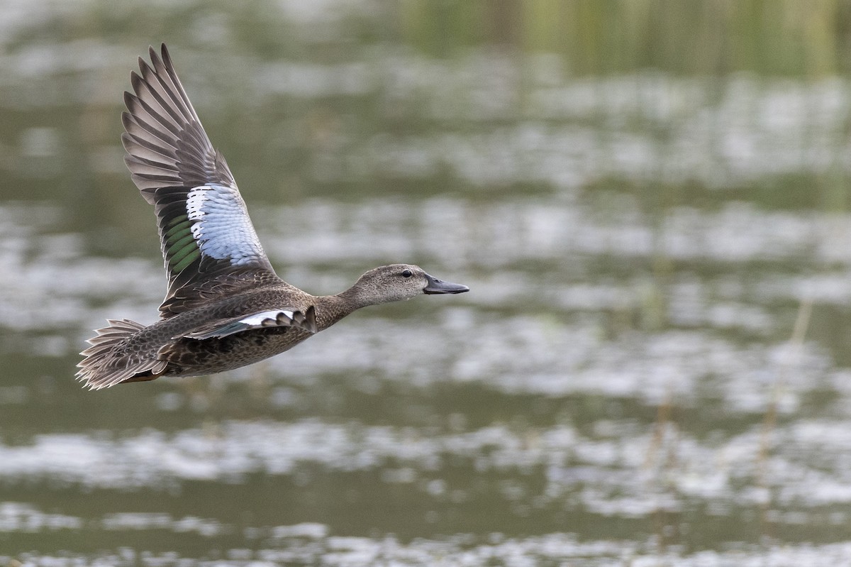 Blue-winged Teal - ML614108340