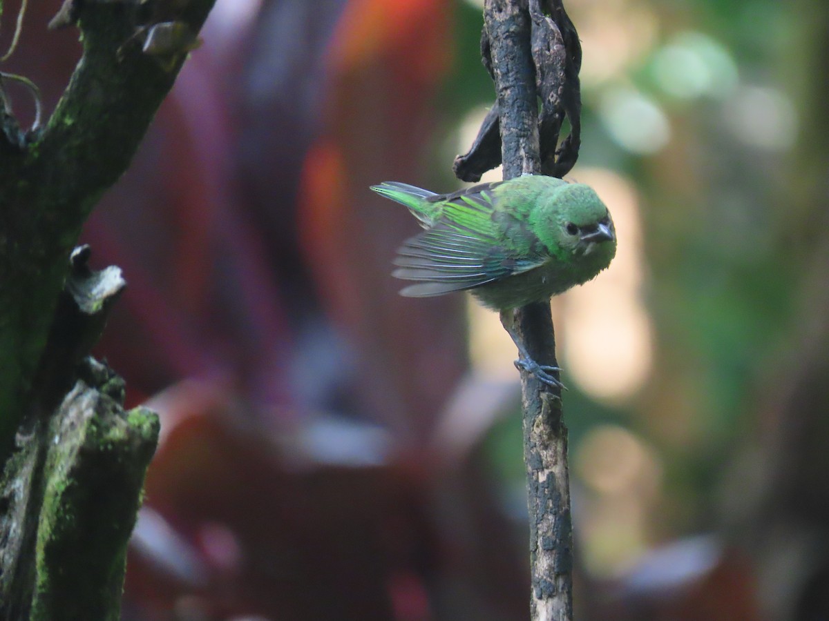 Green-headed Tanager - ML614108384