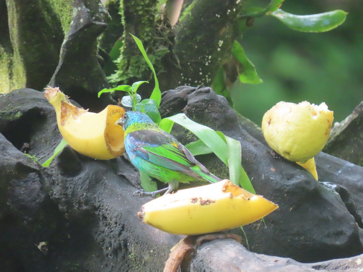 Green-headed Tanager - ML614108385