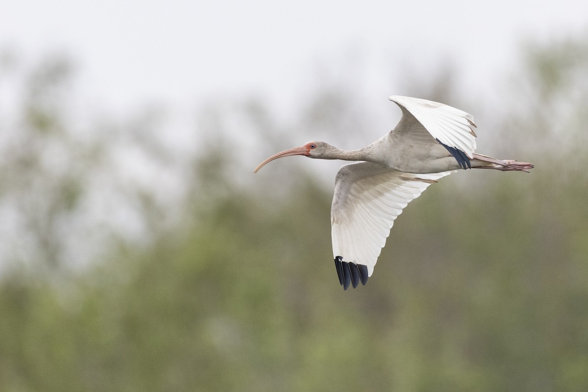 ibis bílý - ML614108471