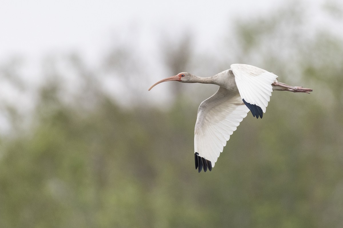 ibis bílý - ML614108473