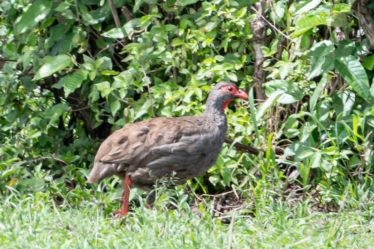 Red-necked Spurfowl - ML614108596