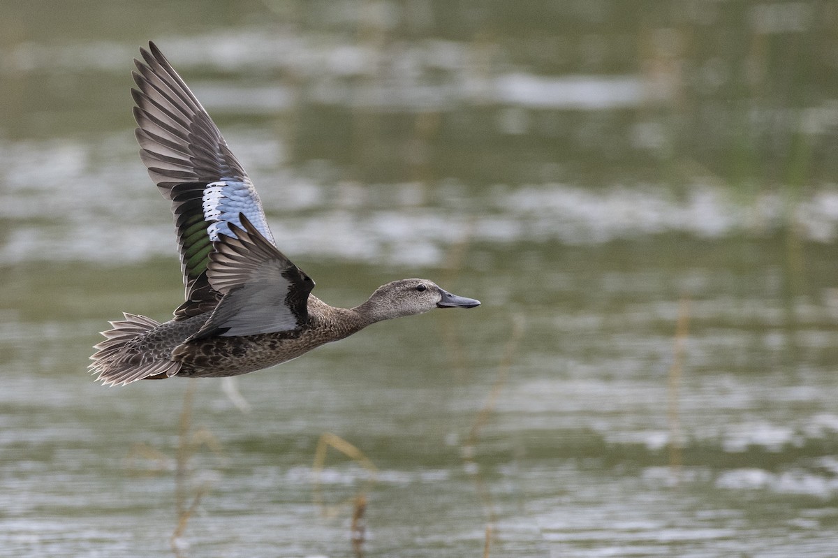 Blue-winged Teal - ML614108607
