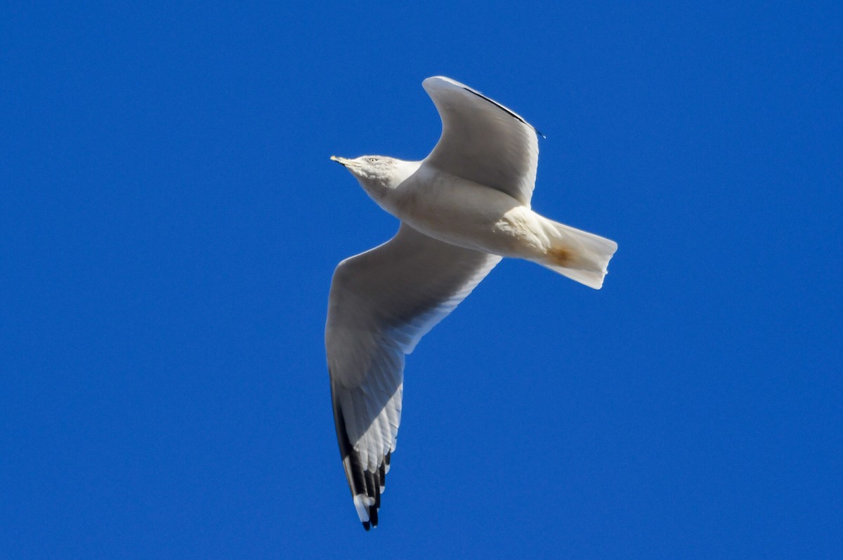 Pennsylvania Bird Atlas Checklist - 27 Jan 2024 - Richmond Sanitation