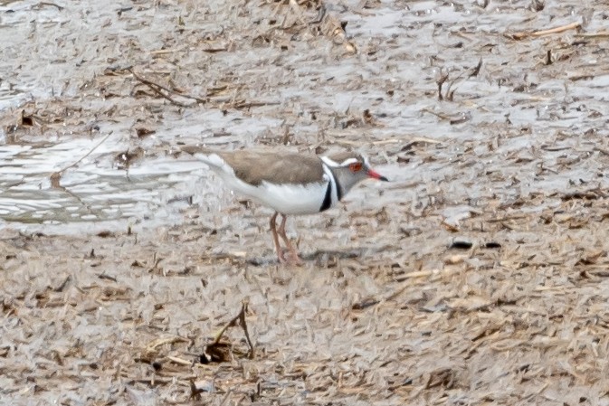 Three-banded Plover - ML614108698