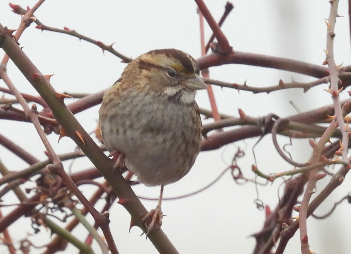 White-throated Sparrow - ML614108784
