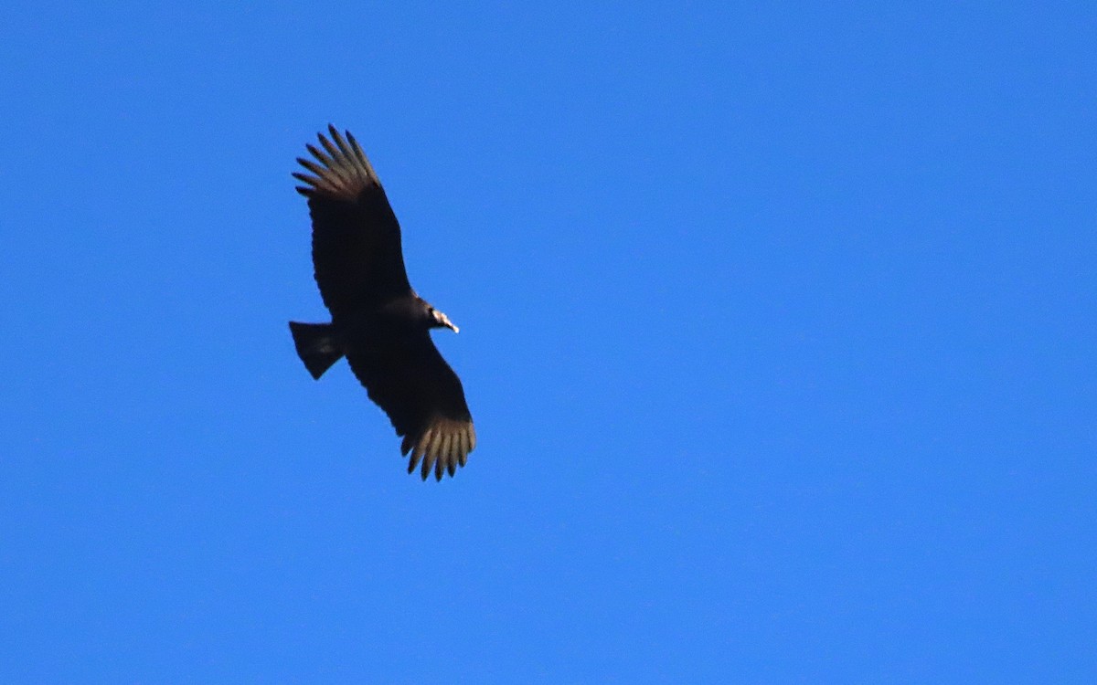 Black Vulture - Jim O'Neill