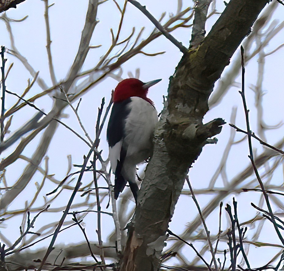 Red-headed Woodpecker - Rob Van Epps