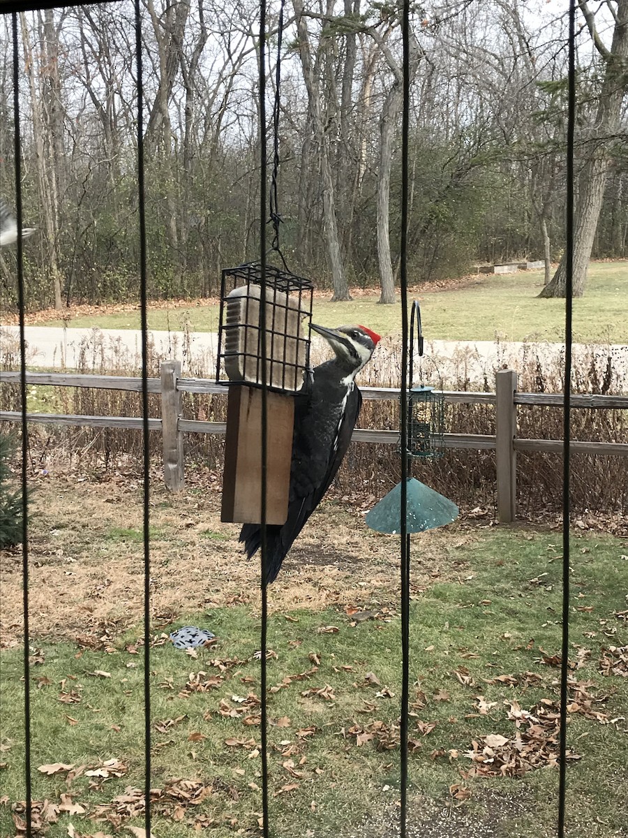 Pileated Woodpecker - ML614109194