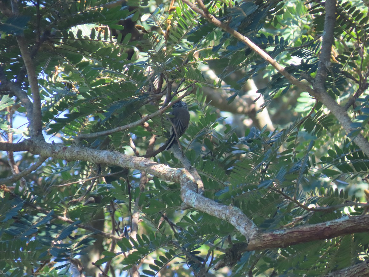 White-barred Piculet - ML614109303