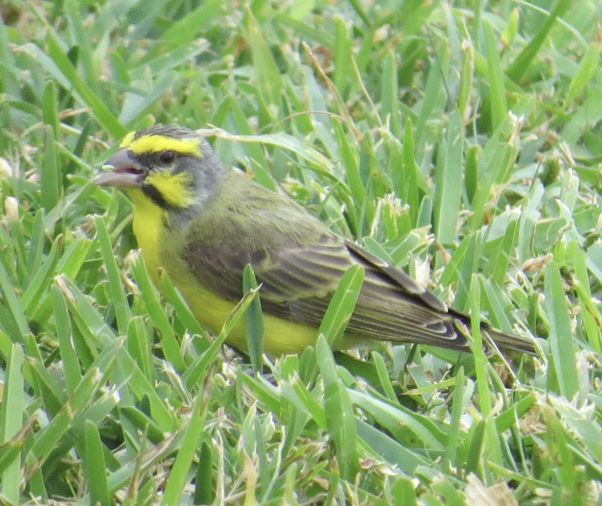 Yellow-fronted Canary - ML614109369