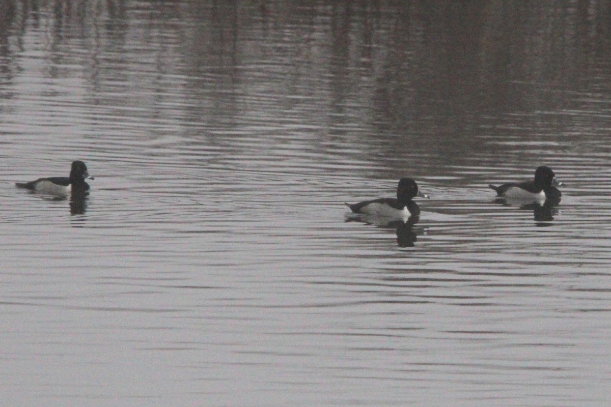 eBird Checklist 27 Jan 2024 Eagle Bluffs CA 30 species