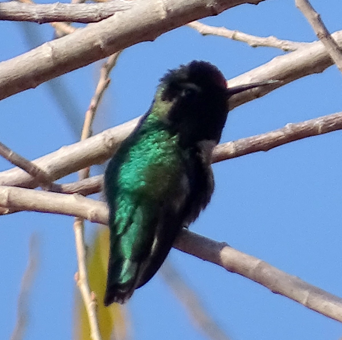 Costa's Hummingbird - ML614109778
