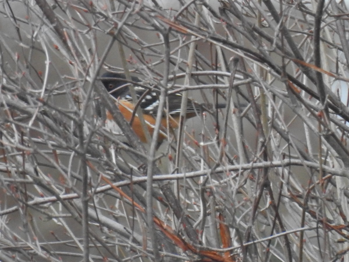 Spotted Towhee - ML614109886