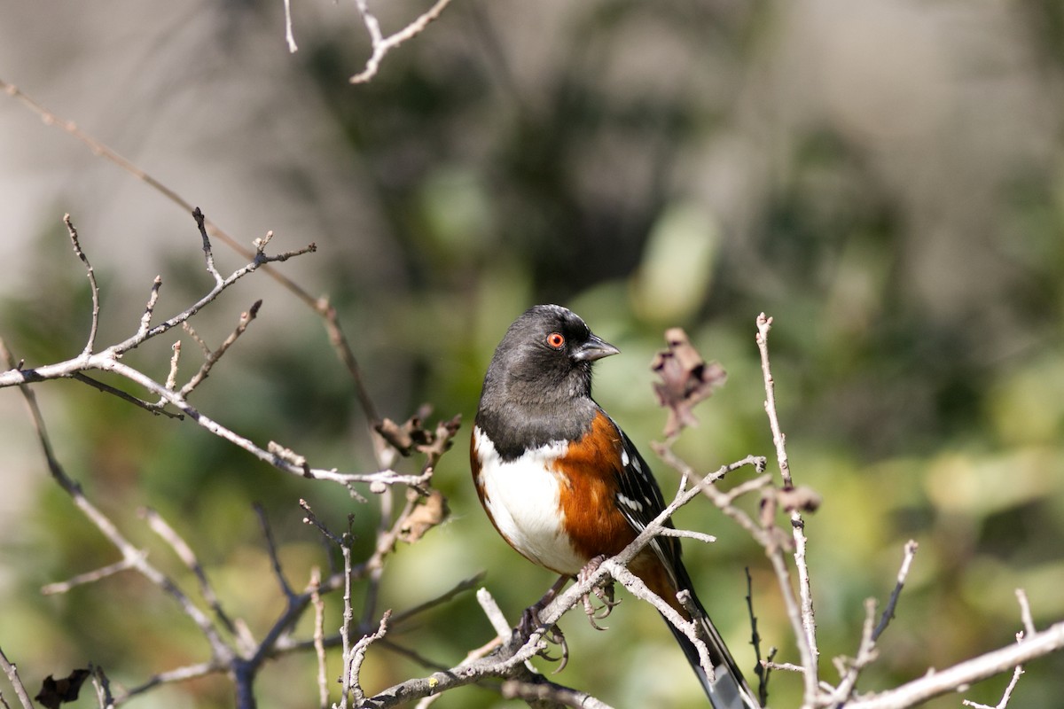 Spotted Towhee - ML614110187