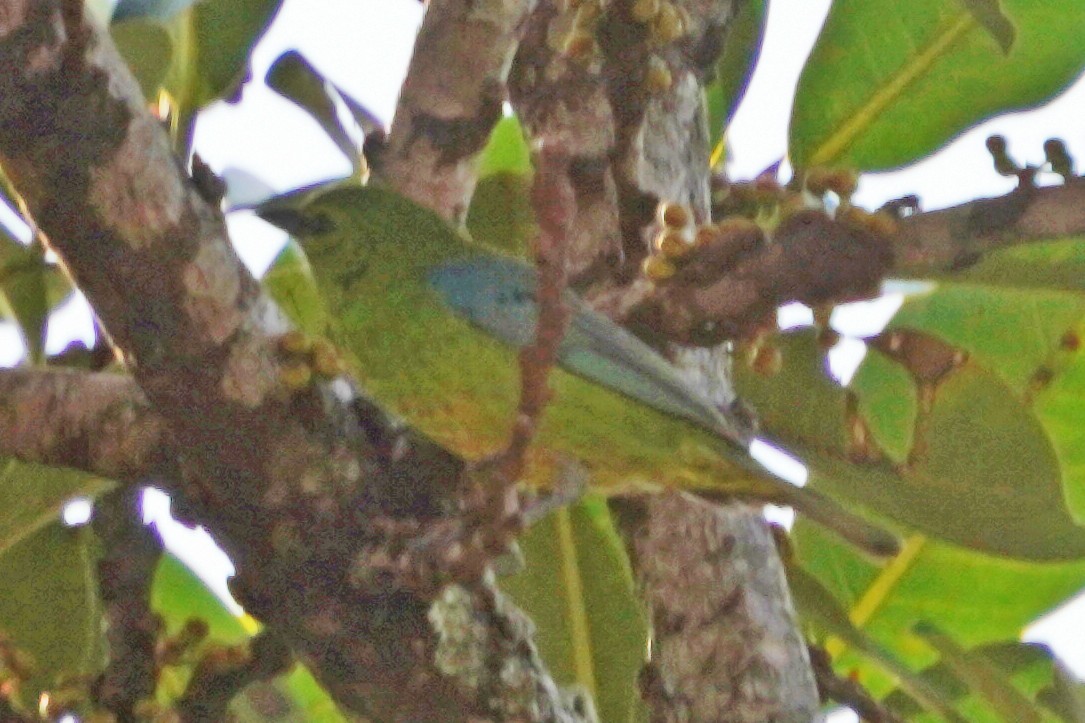 Dotted Tanager - ML614110220