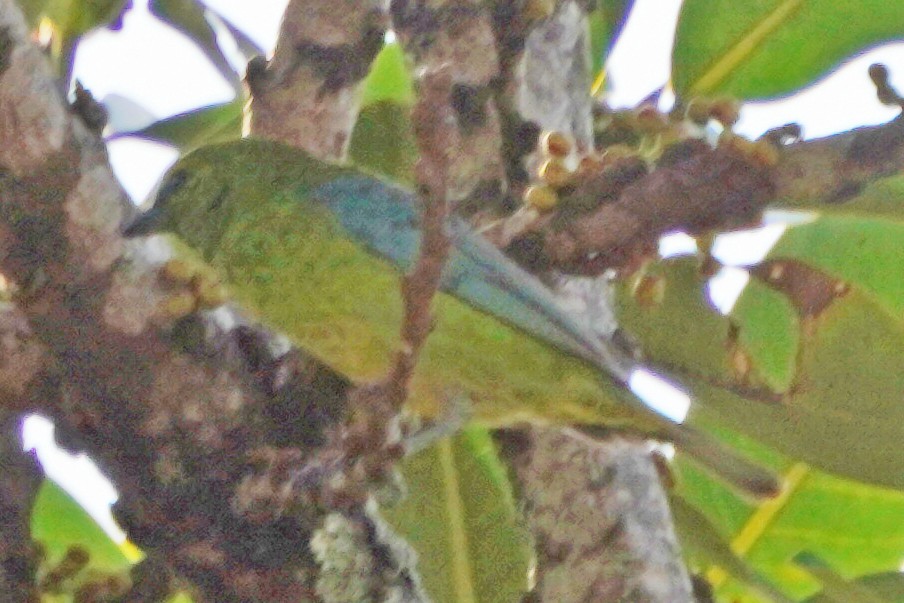 Dotted Tanager - ML614110221