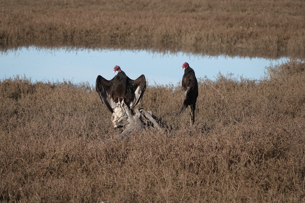 Turkey Vulture - Tom Beland