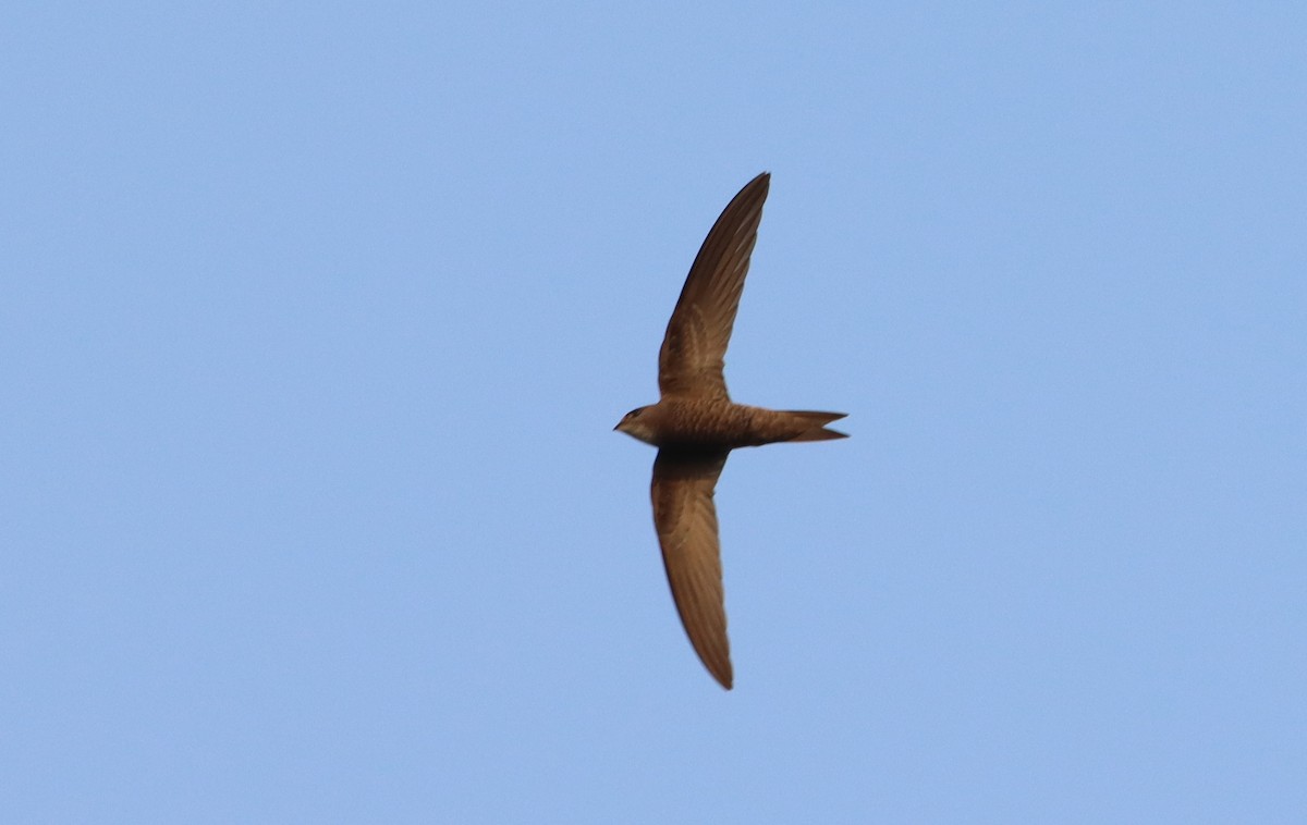 eBird Checklist - 28 Jan 2024 - Kokon Savanna 2 - 49 species