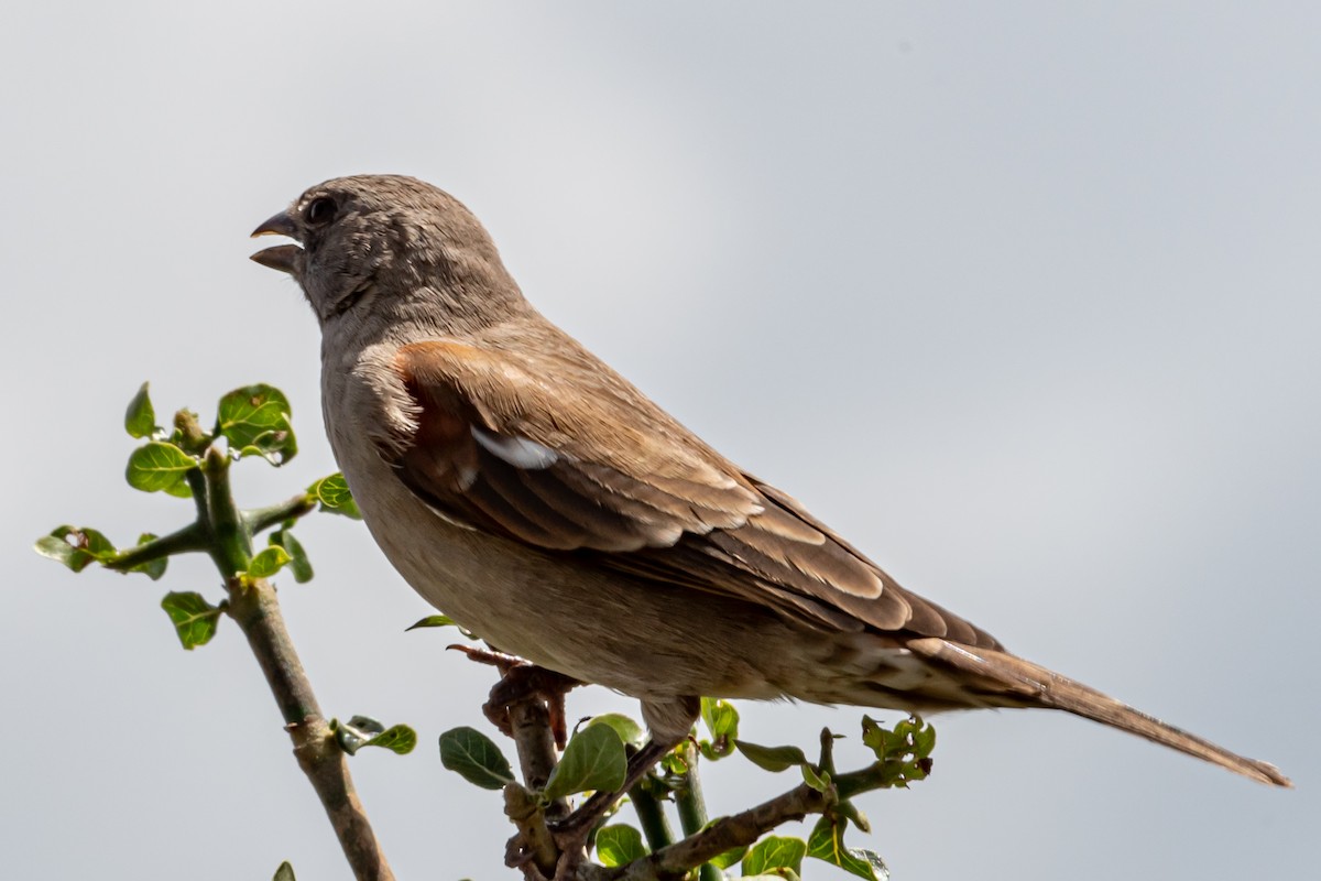 Swahili Sparrow - ML614110462