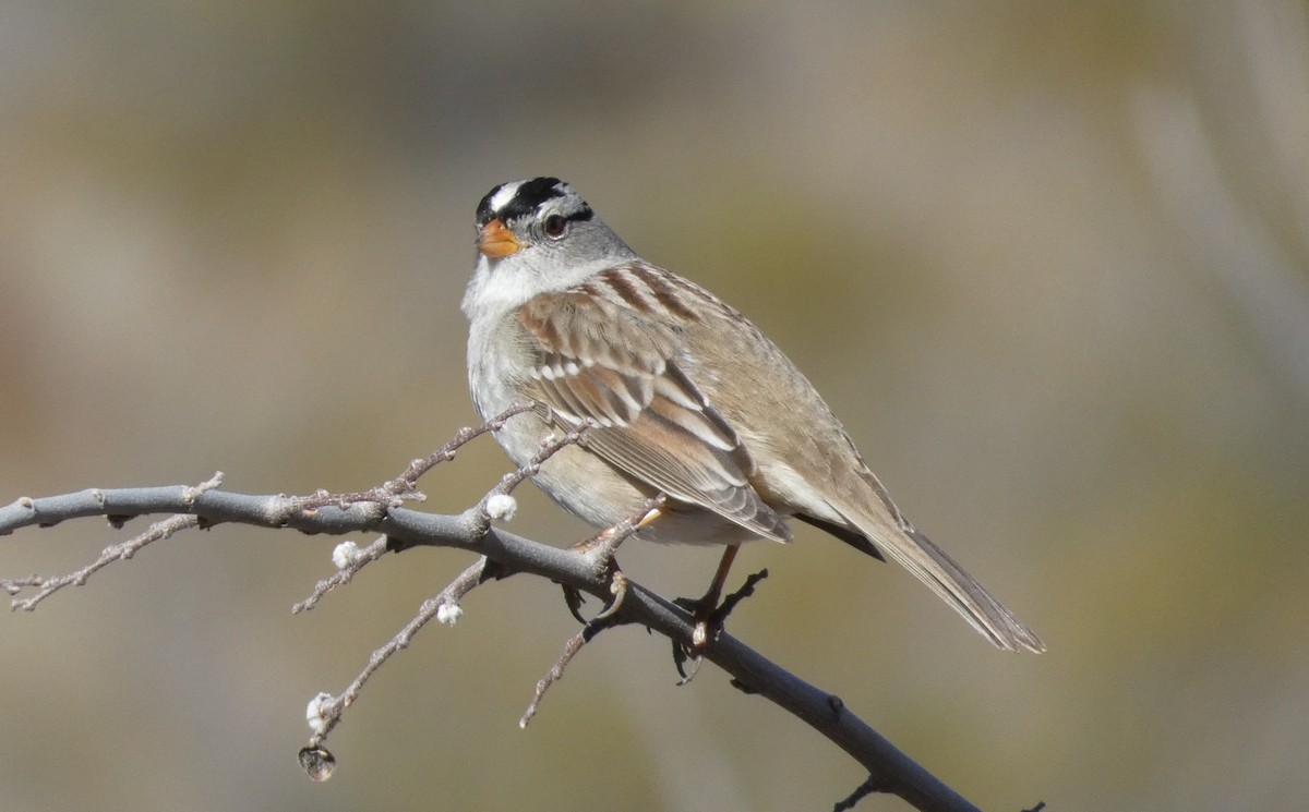 White-crowned Sparrow - ML614110469