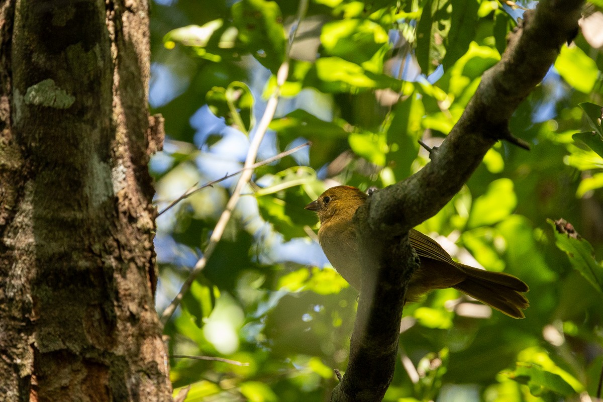 Tawny-crowned Greenlet - ML614110680