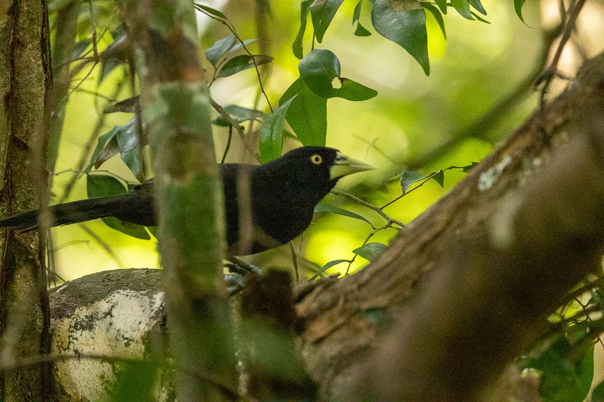 Yellow-billed Cacique (Prevost's) - Michael Cook
