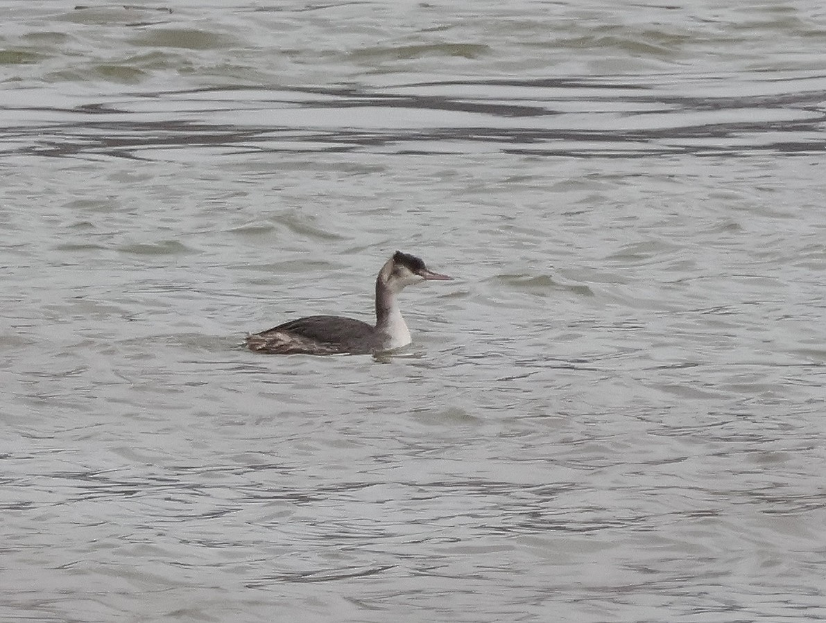 Great Crested Grebe - ML614110697
